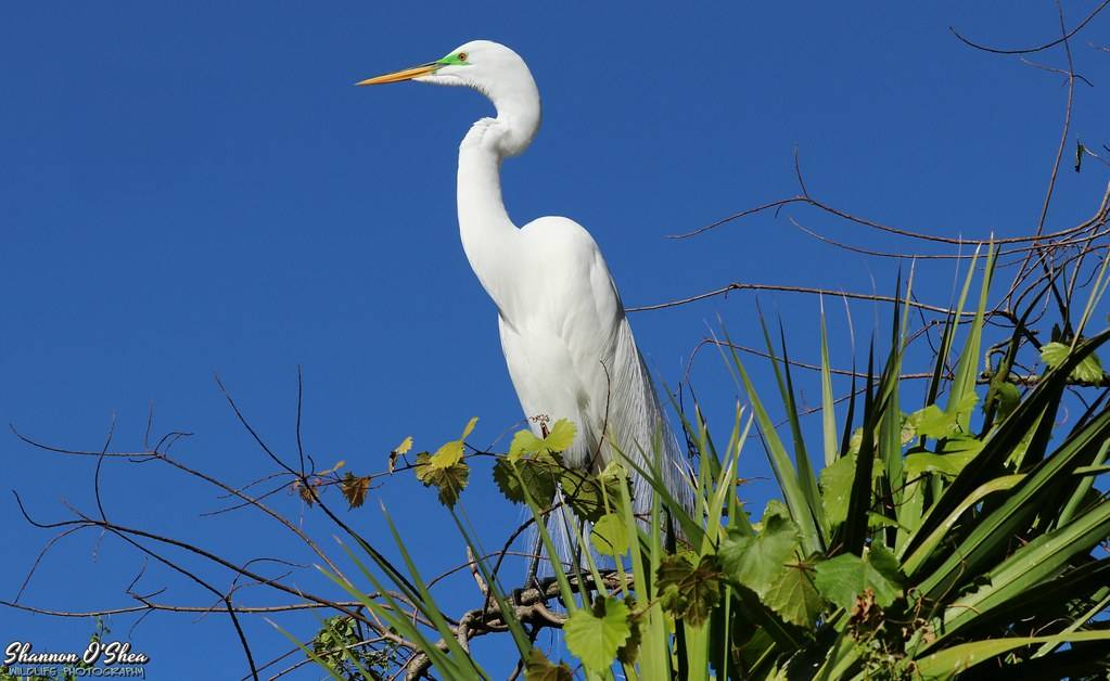 Bird Park | Mt Lebanon, PA 15228, USA | Phone: (412) 343-3403