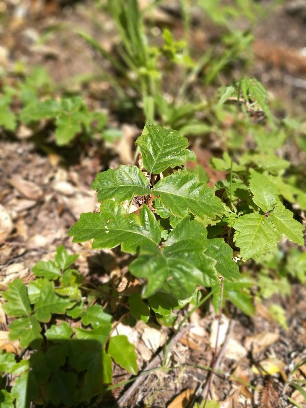 McCormick Creek Camp & Gardens LLC | 9921 Pescadero Creek Rd, Loma Mar, CA 94021, USA McCormick Creek Camp & Gardens LLC | 9921 Pescadero Creek Rd, Loma Mar, CA 94021, USA