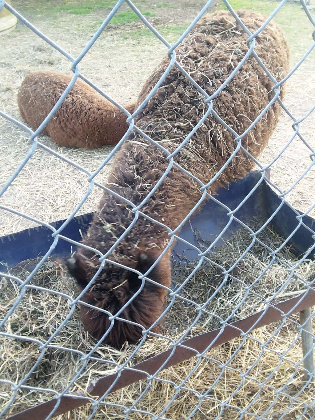 Petting zoo | 6213 Oley Turnpike Rd, Oley, PA 19547, USA