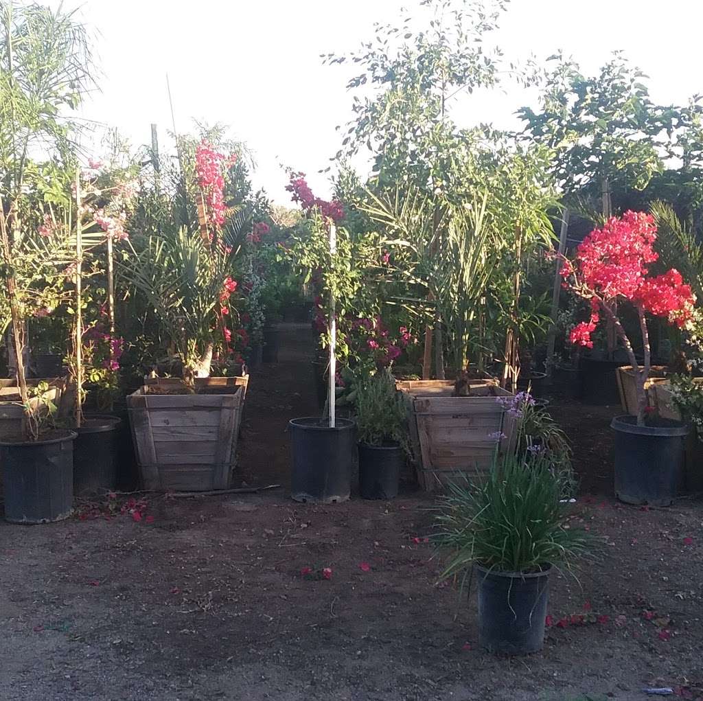 Nicolas Nursery | 27241 Cottonwood Ave, Moreno Valley, CA 92555, USA | Phone: (951) 756-3592