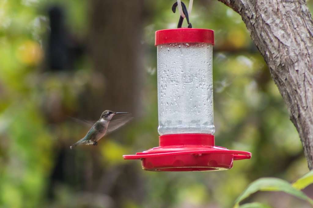 Houston Audubon Raptor and Education Center | 3997 River Dr, Houston, TX 77017, USA | Phone: (713) 640-2407