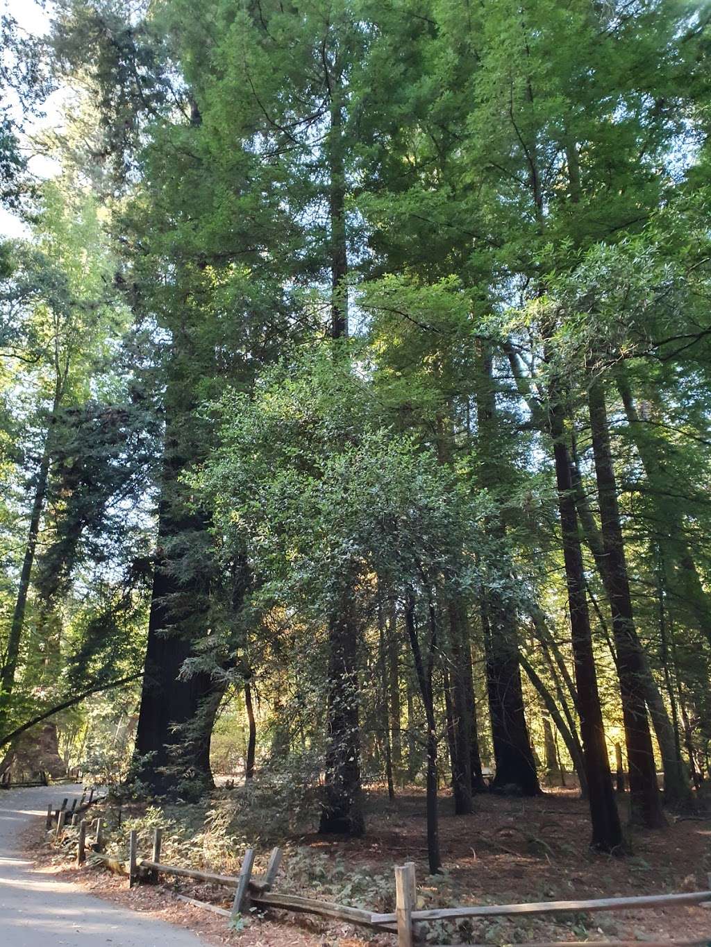 Visitor Center | Redwood Grove Loop Trail, Felton, CA 95018 | Phone: (831) 335-4598