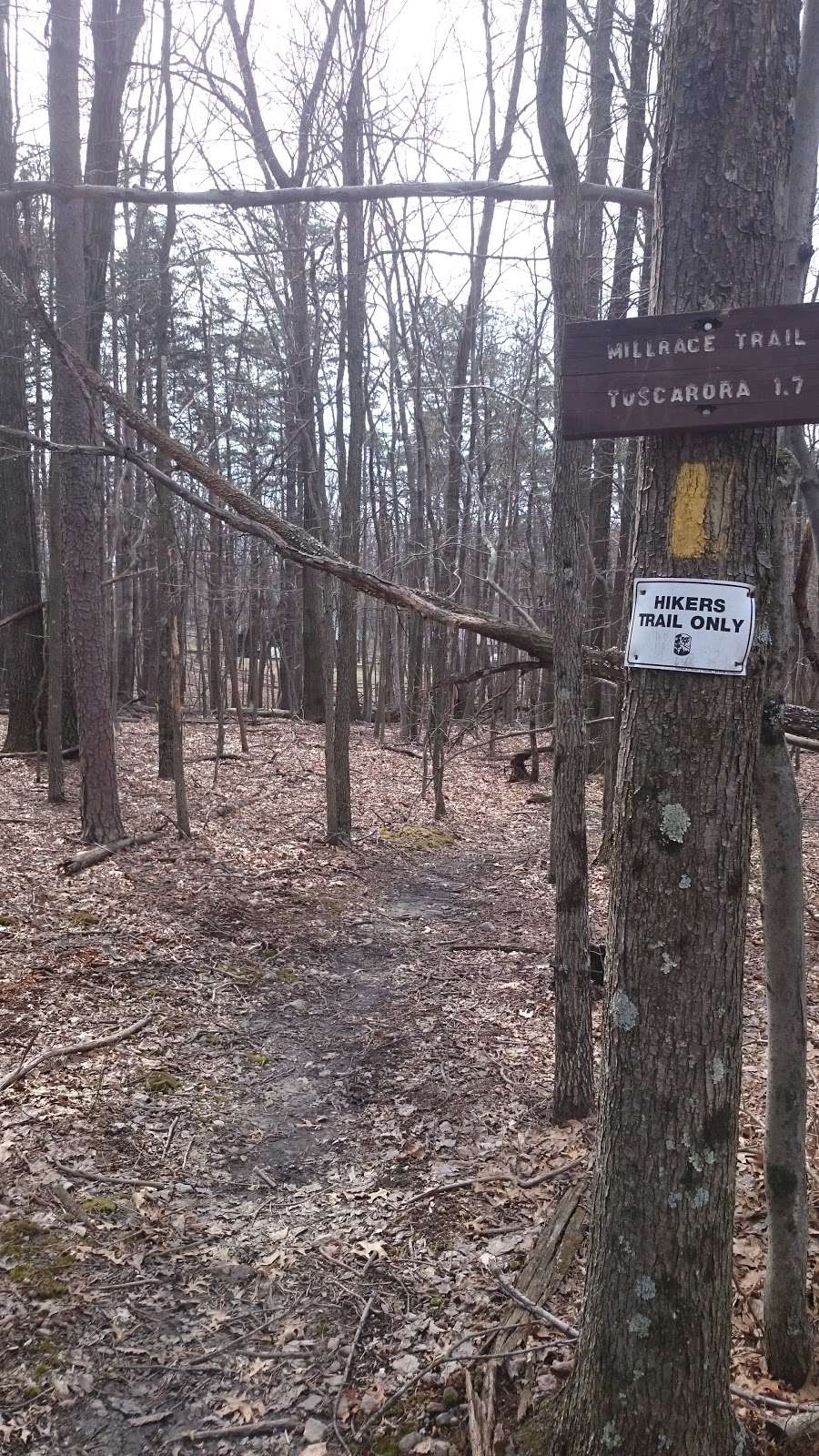 Shockeys Knob Trailhead | Jones Springs, WV 25427, USA