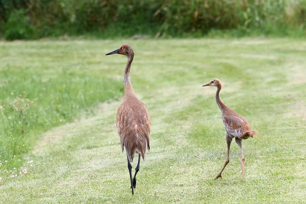 Bartlett Nature Center | 2054 W Stearns Rd, Bartlett, IL 60103, USA | Phone: (847) 608-3120