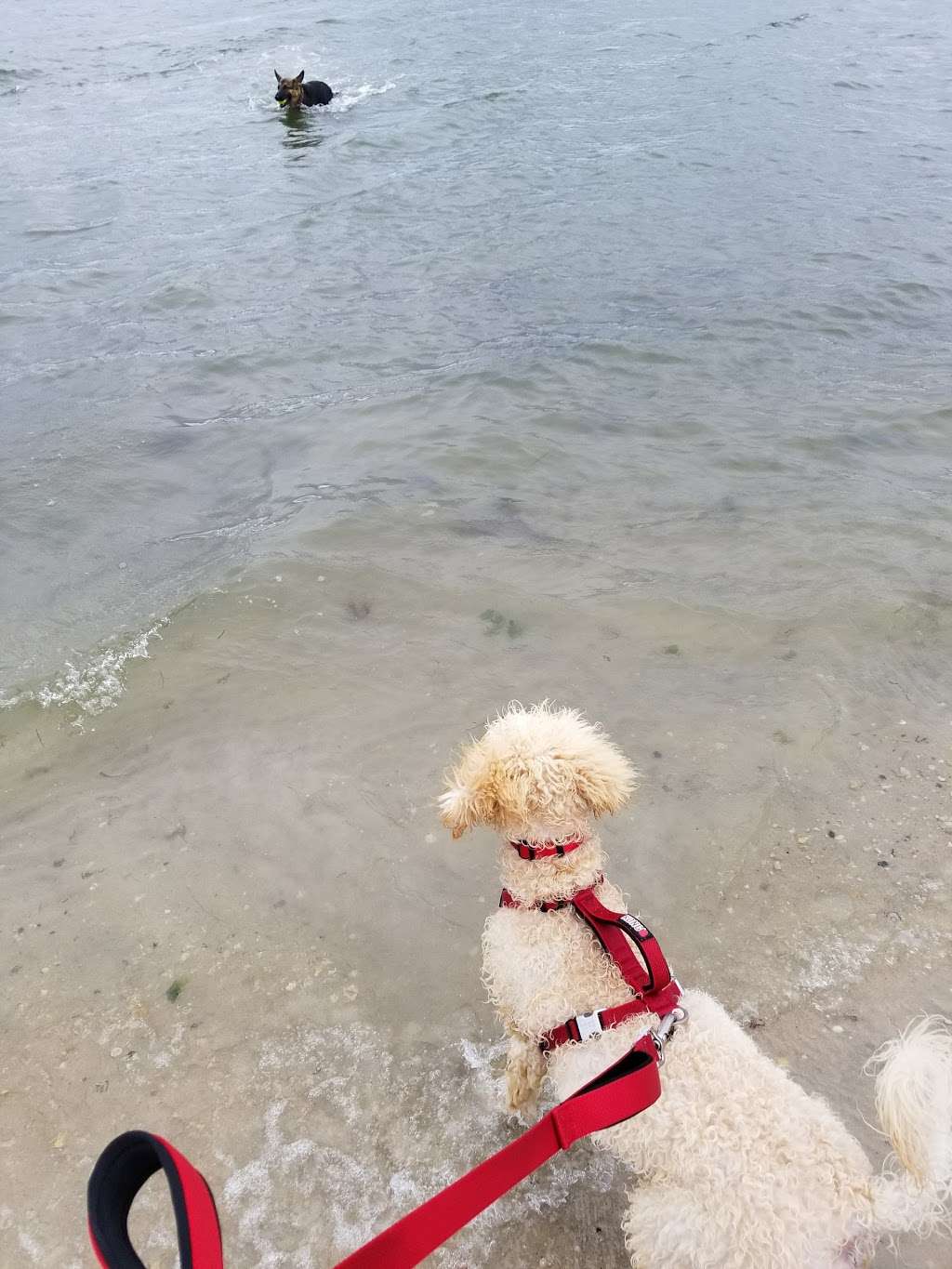 Beach Haven Doggy Bay | Taylor Ave, Beach Haven, NJ 08008, USA