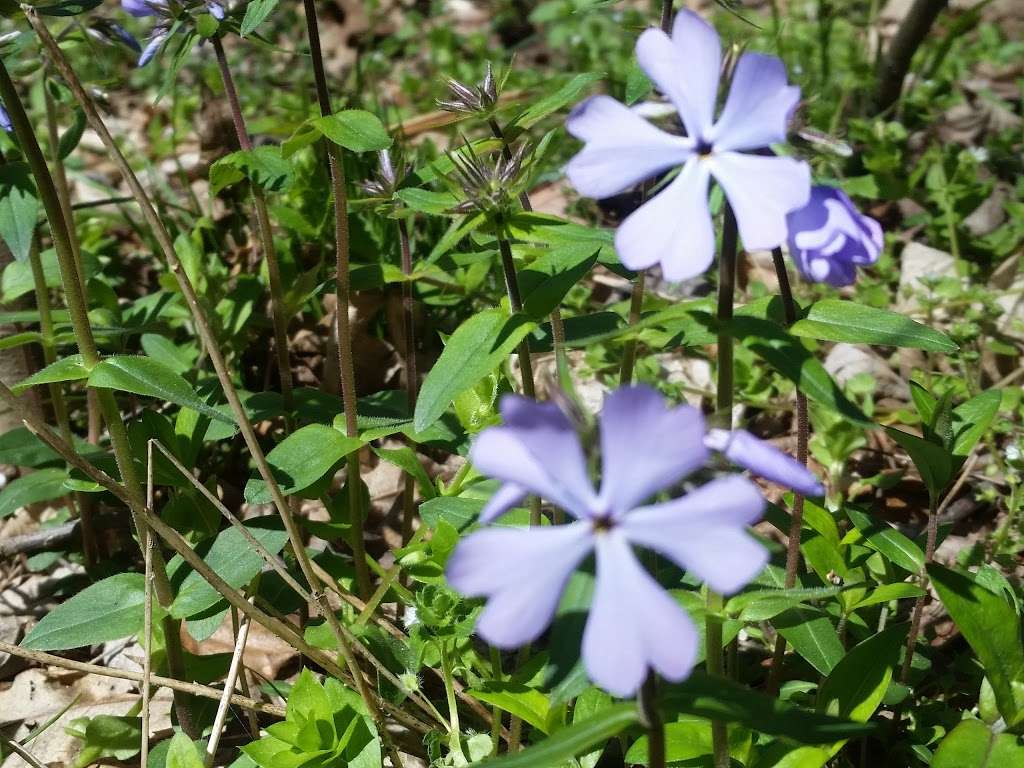 Shenks Ferry Wildflower Preserve | Green Hill Road South, Conestoga, PA 17516, USA