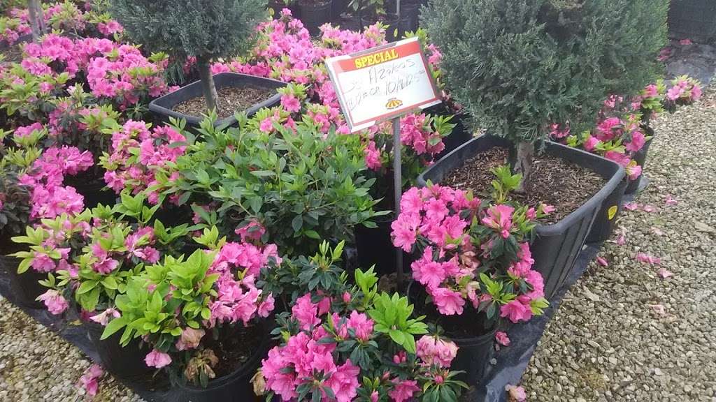 Houston Garden Centers | 7225 Hwy 6, Missouri City, TX 77459 | Phone: (281) 499-8488