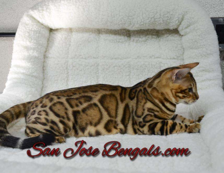 San Jose Bengal Cats | 171 Branham Ln, San Jose, CA 95136, USA | Phone: (408) 478-8707
