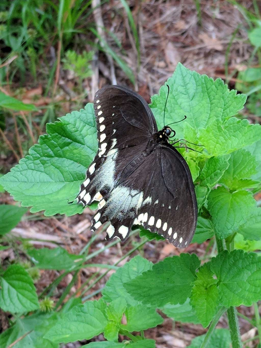 Pine Meadows Conservation Area | 2280 Pine Meadows Golf Course Rd, Eustis, FL 32726, USA | Phone: (352) 253-4950