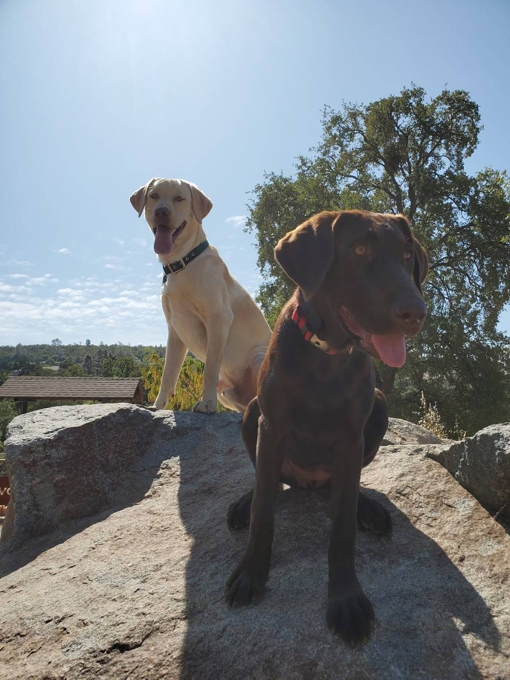 Off Leash Dog Park | 2398 Coleman Dr, Reno, NV 89503, USA | Phone: (775) 328-2000