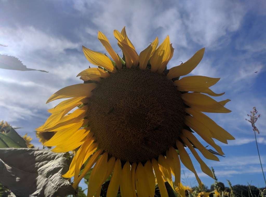 Blackburn Growers & Garden Center | 46 US-206, Branchville, NJ 07826, USA | Phone: (973) 948-3700