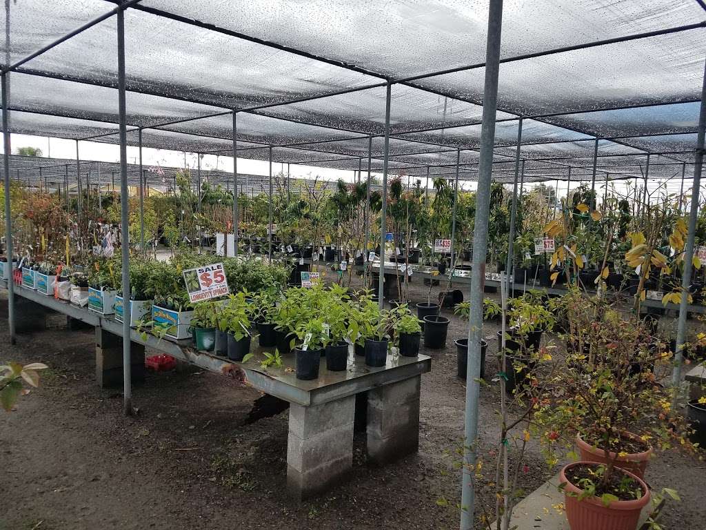 Mimosa Nursery | 2700 Crescent Ave, Anaheim, CA 92801, USA | Phone: (714) 828-0780