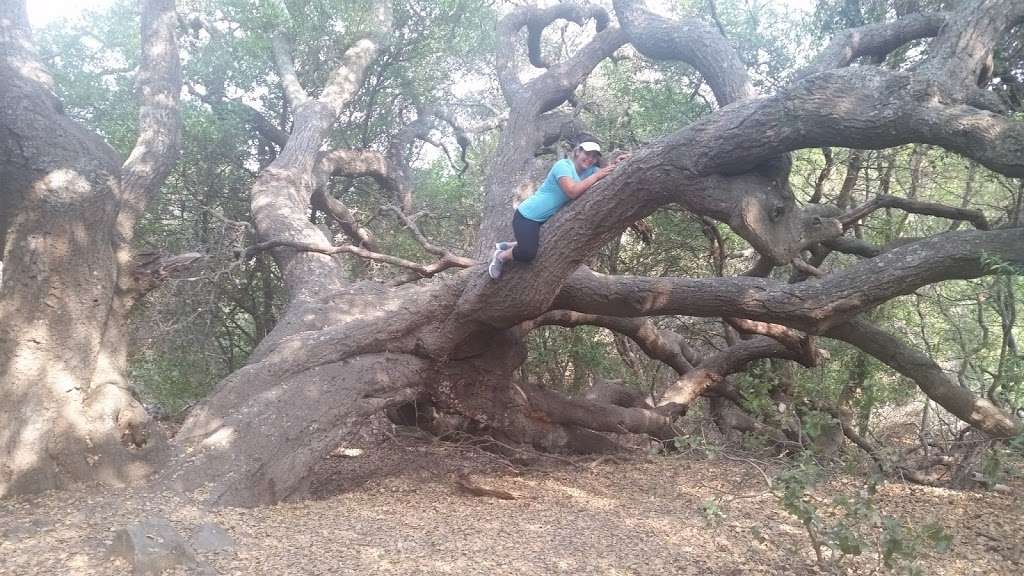 Ring Mountain Open Space Preserve | Loop Trail, Corte Madera, CA 94925, USA