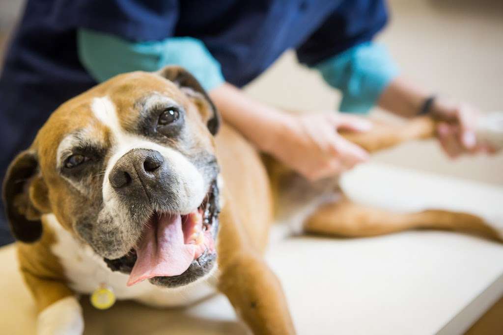 Lakewood Animal Hospital | 1301 Lakewood Dr, Morris, IL 60450, USA | Phone: (815) 942-1199