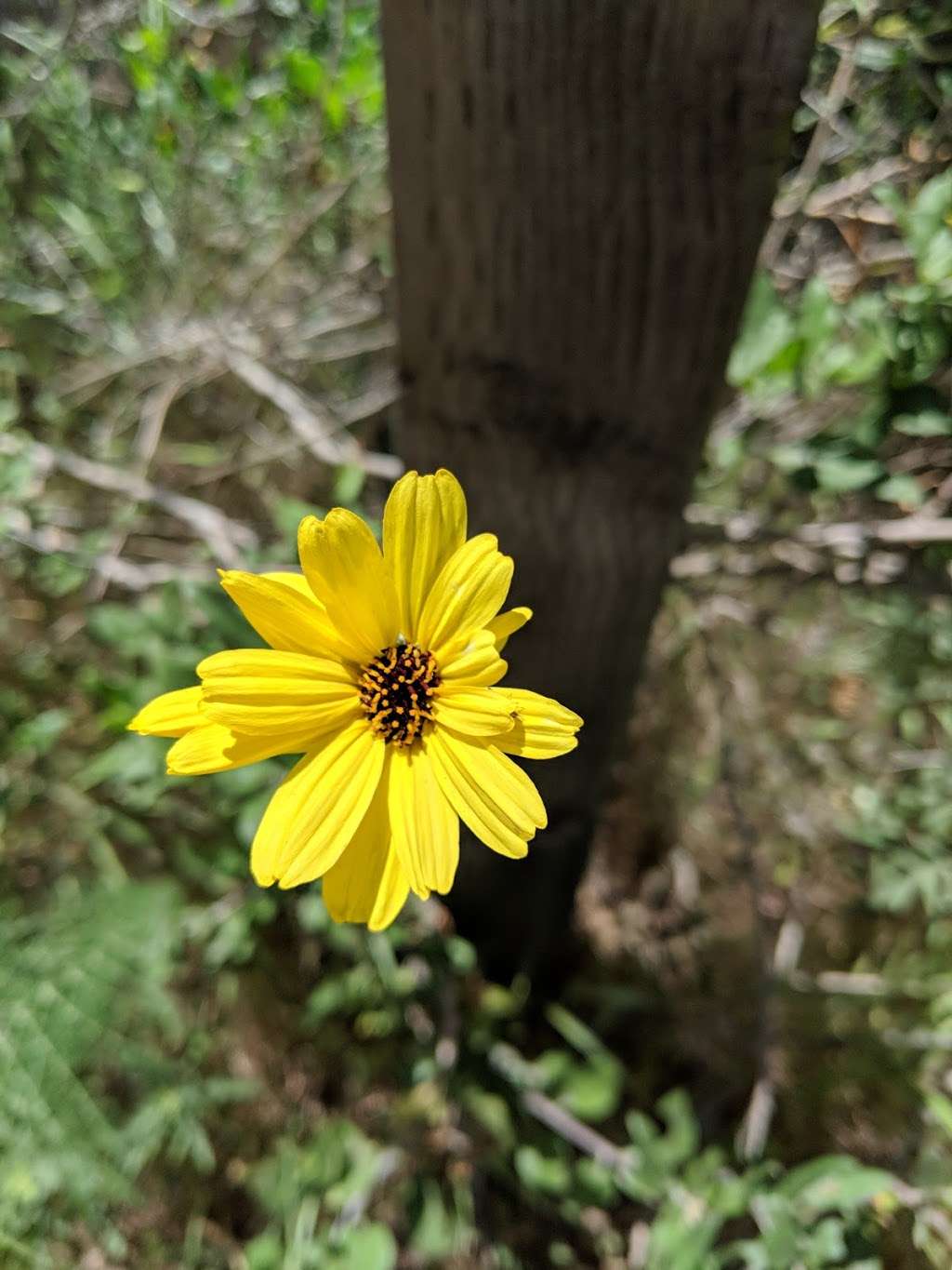 Lagoon Trail At Pelican Road | Unnamed Road, Carlsbad, CA 92011, USA