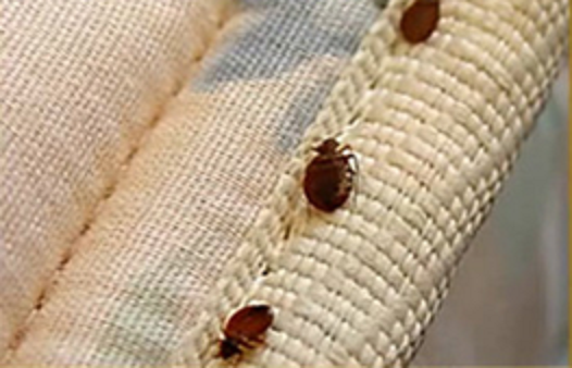 Bed Bug Busters Virginia | 2505 Beaufort Ave, Virginia Beach, VA 23455, USA | Phone: (757) 228-7381