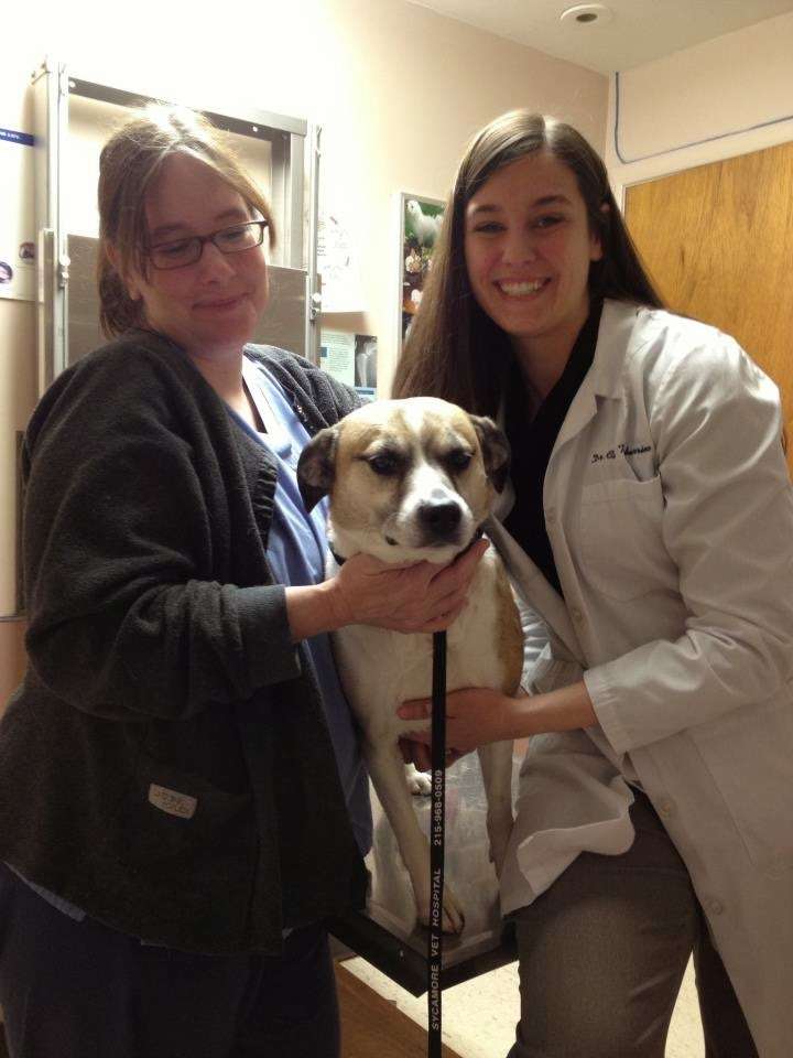 Sycamore Veterinary Hospital | 228 N Sycamore St, Newtown, PA 18940, USA | Phone: (215) 968-0509