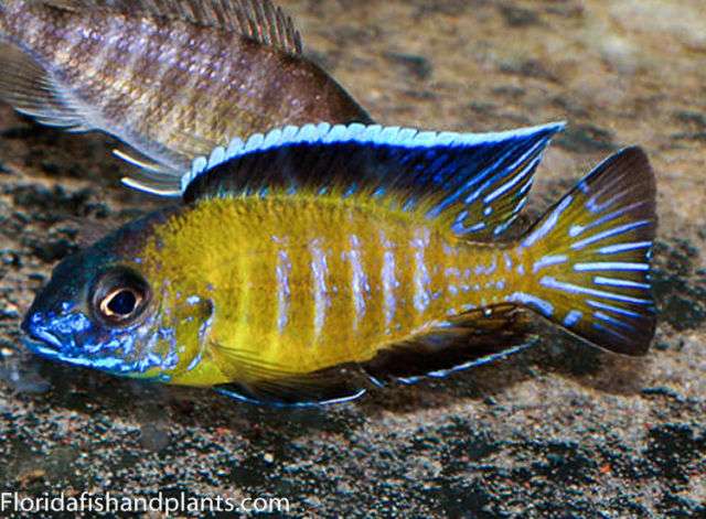 African Cichlid Exchange | 6030, Suite C, San Diego, CA 92124, USA | Phone: (609) 290-0810