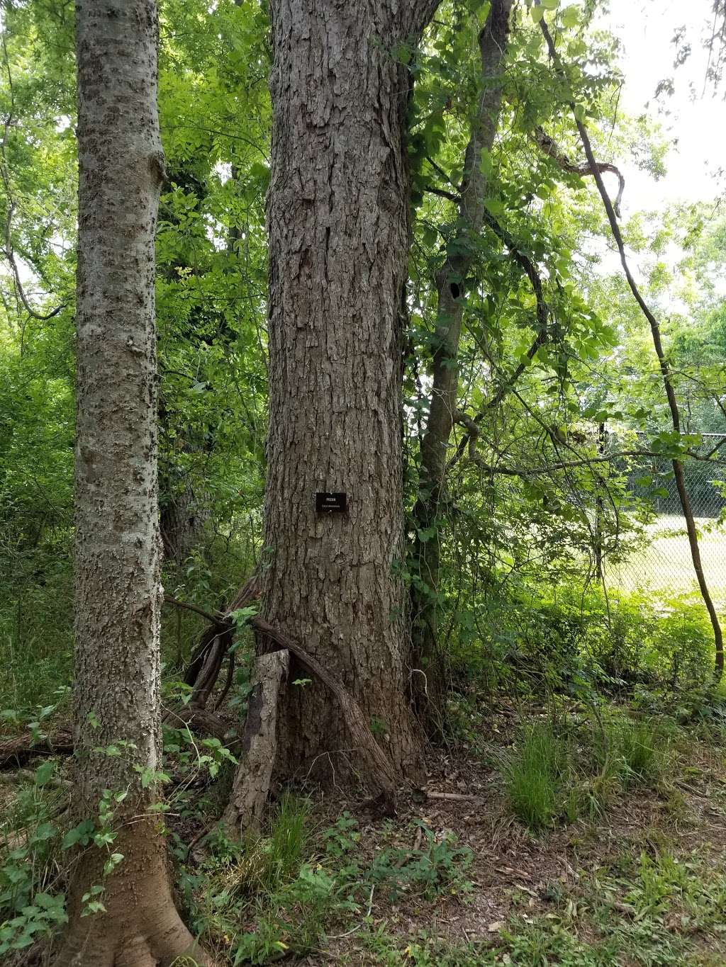 Bike Trail (Camp SIENNA) | Brazos Access Trail 2, Sienna Plantation, TX 77459