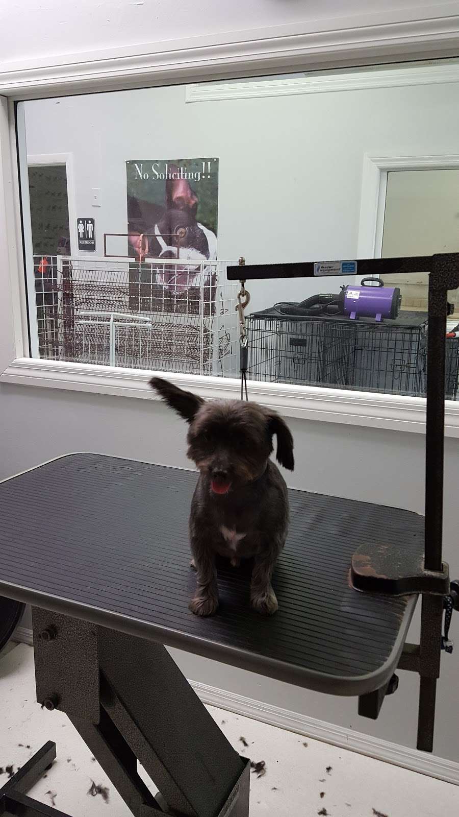 Super Cute Grooming | 1906 E Osceola Pkwy, Kissimmee, FL 34743, USA | Phone: (407) 350-4747