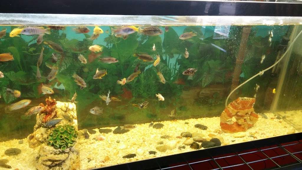 Tropical Fish and Feed | 130 W Walnut Ave A-18, Perris, CA 92571, USA | Phone: (951) 940-1999