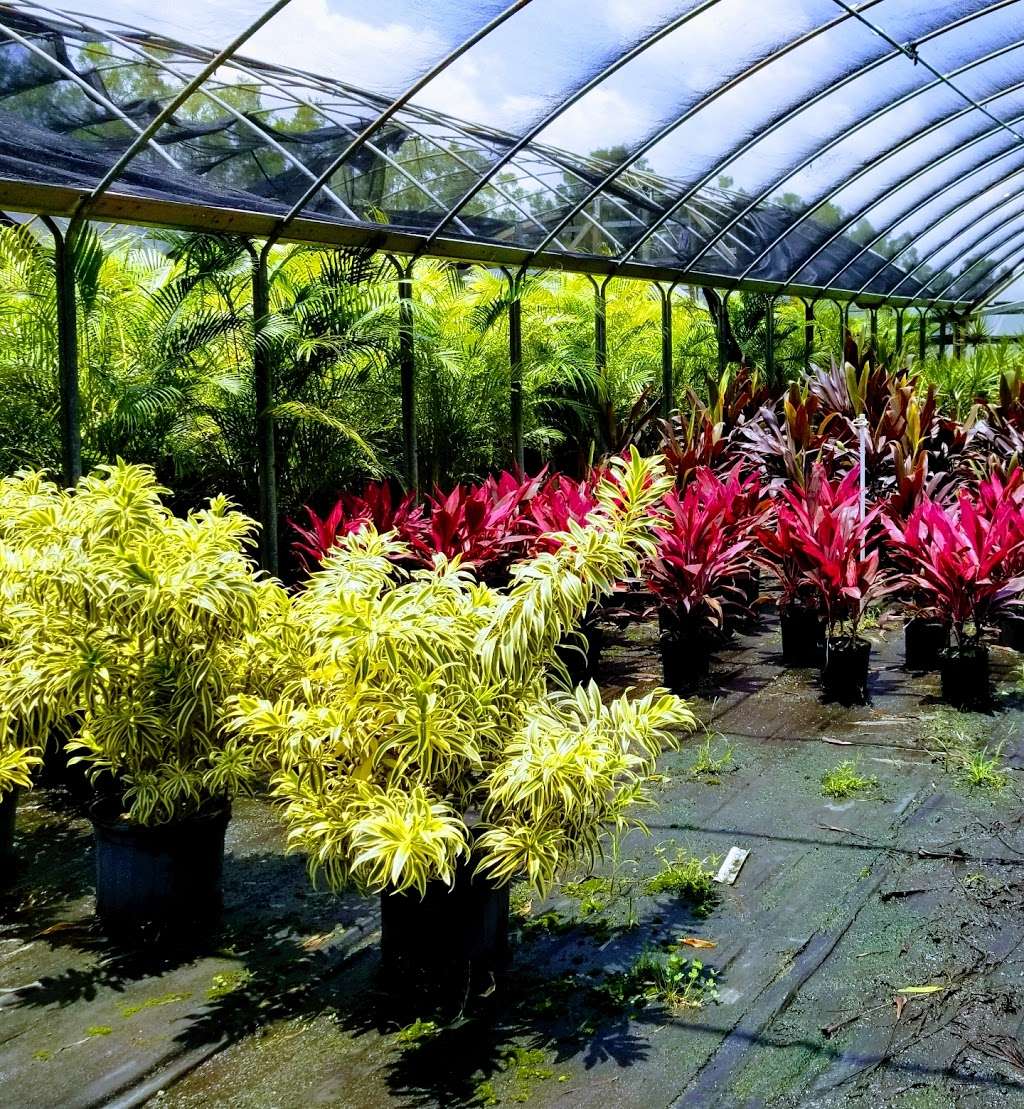 Merritt Island Nursery | 3820 N Courtenay Pkwy, Merritt Island, FL 32953, USA | Phone: (321) 453-2314