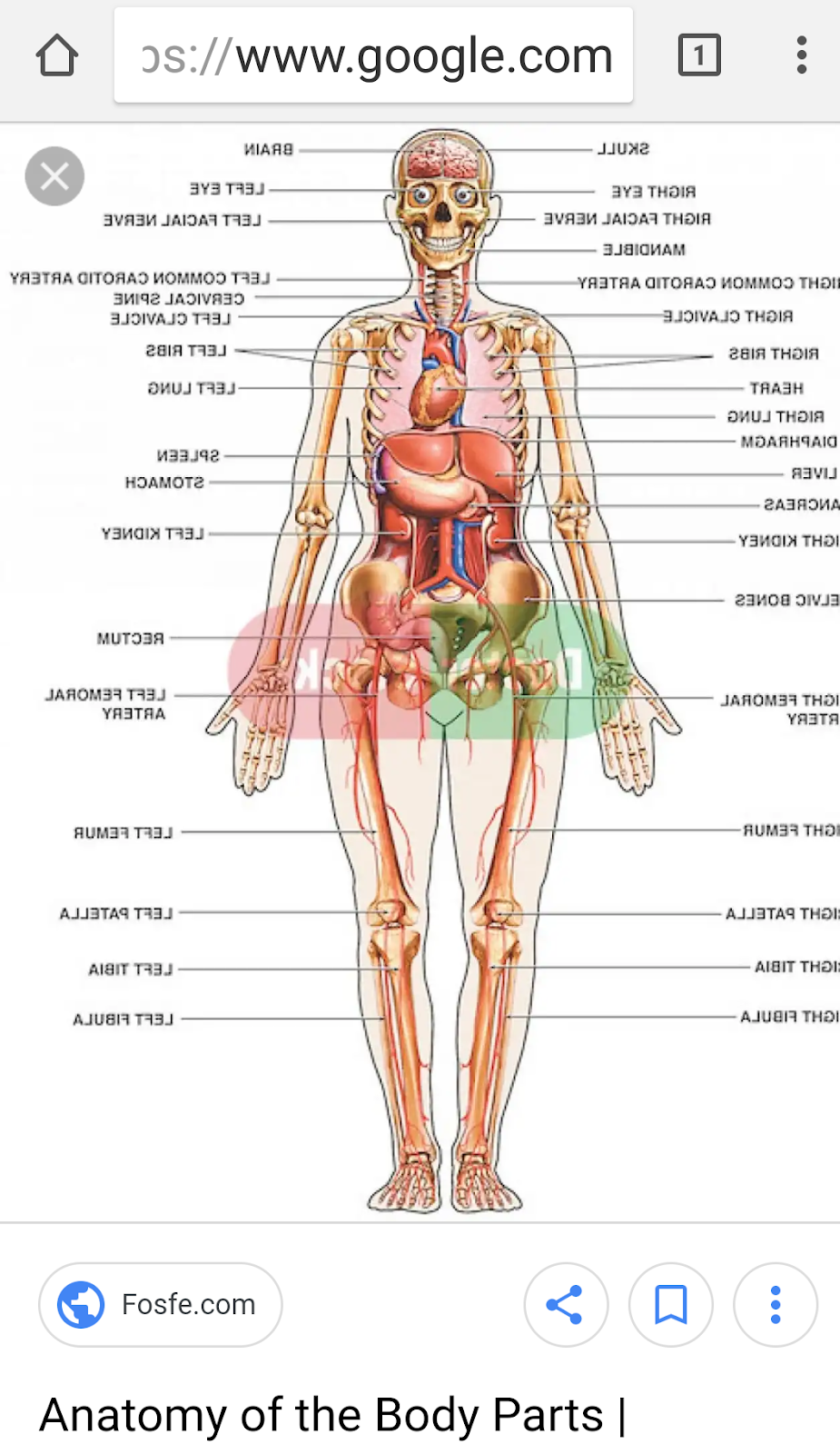 Tarrytown Reflexology thai style +pressure points in West Austin | 2414 Exposition Blvd #D108, Austin, TX 78703 | Phone: (512) 792-7318