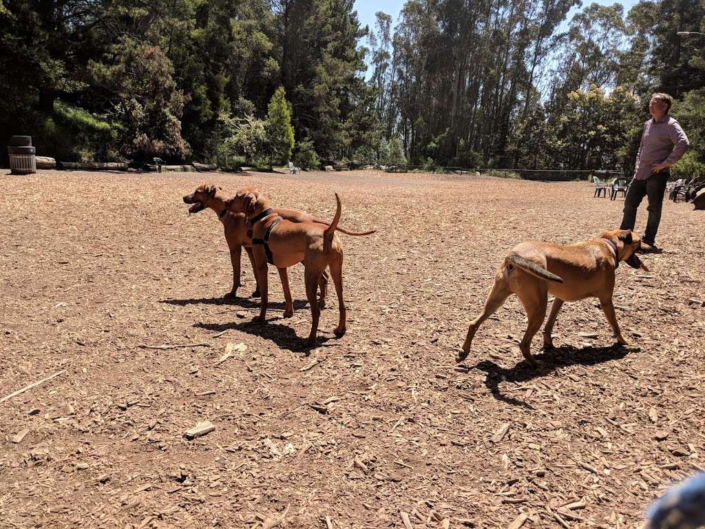 Joaquin Miller Dog Park | 3590 Sanborn Dr, Oakland, CA 94602, USA | Phone: (510) 238-3739