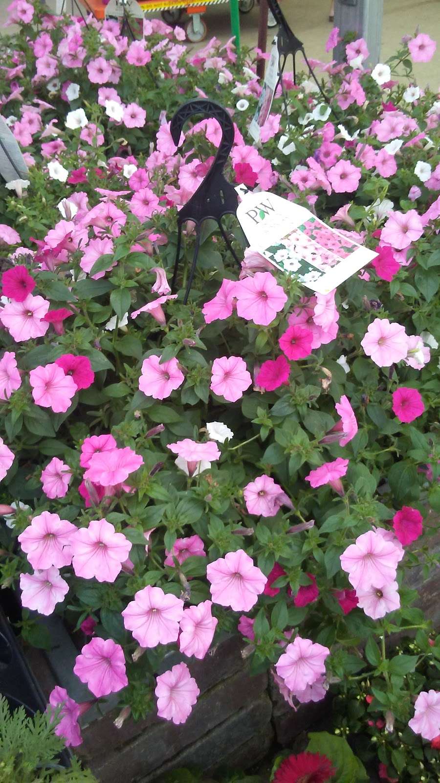 16 Home Depot Near Me Garden Center Images