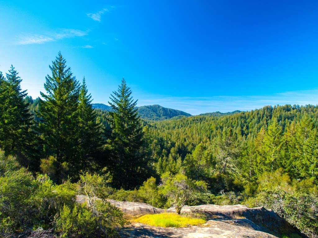 Marbled Murrelet Nesting Area | Sequoia Trail, Boulder Creek, CA 95006, USA
