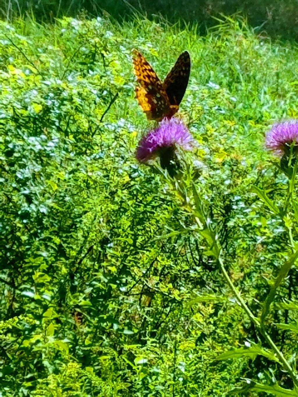 Little Bennett Regional Park - Kingsley Parking Area | 23701 N Frederick Rd, Clarksburg, MD 20871, USA