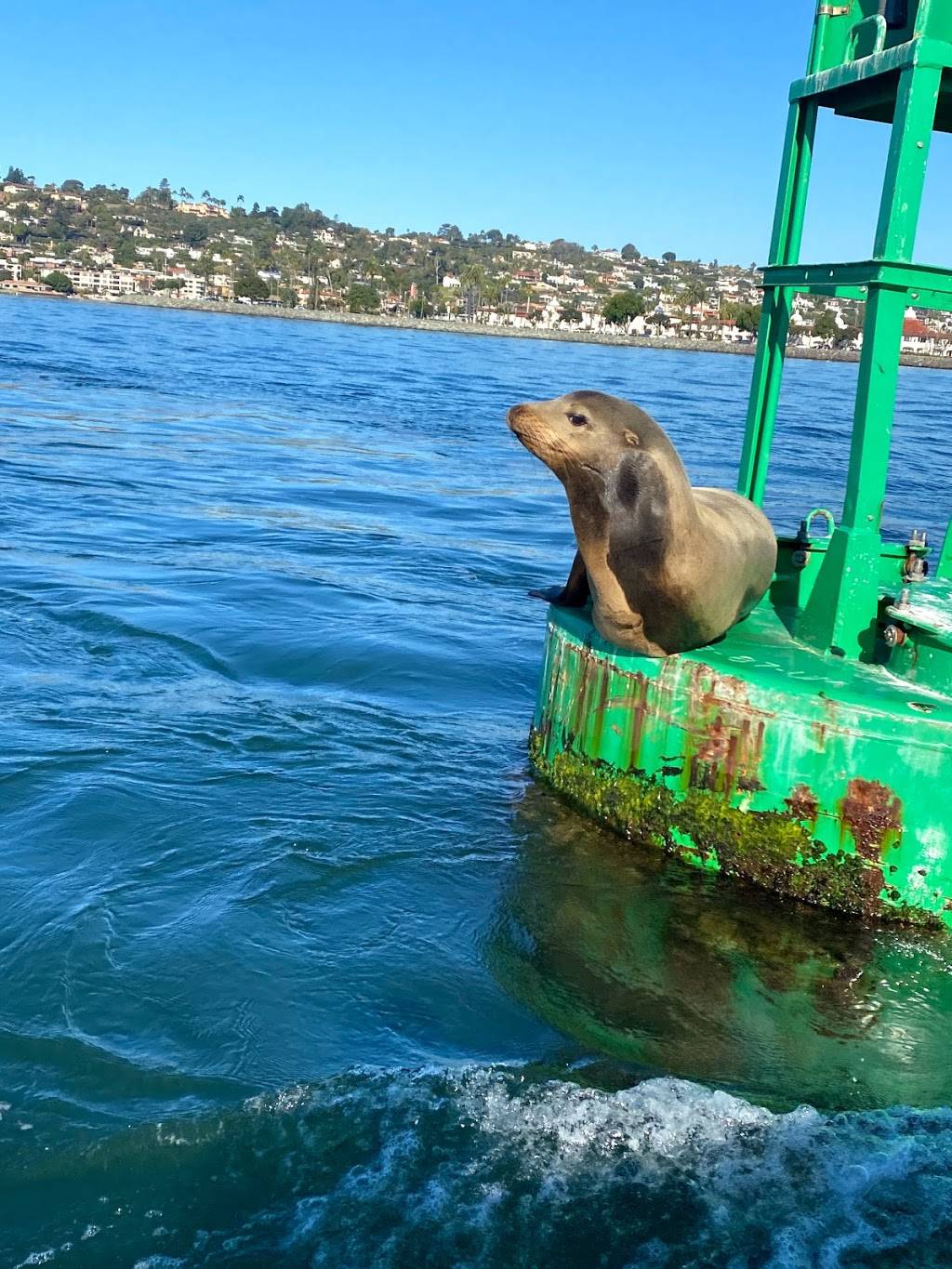 Adventure Rib Rides Whale Watching San Diego | 1380 Harbor Island Dr, San Diego, CA 92101, USA | Phone: (619) 808-2822