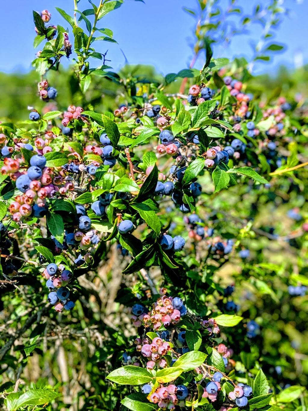 Monahan Farm Stand And PYO | East Kingston, NH 03827, USA | Phone: (603) 642-8186