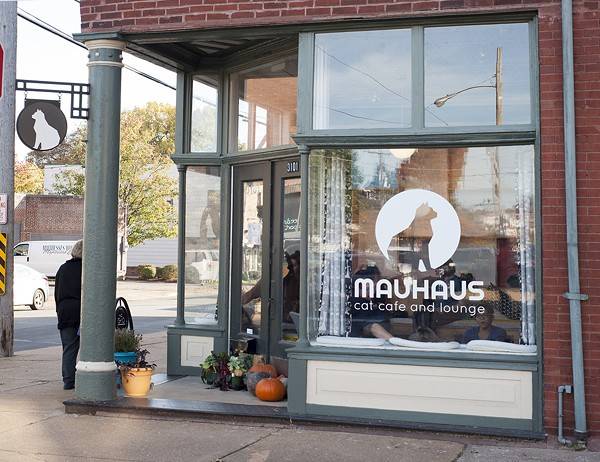 Mauhaus Cat Cafe | 3101 Sutton Blvd, Maplewood, MO 63143, USA | Phone: (314) 384-2287