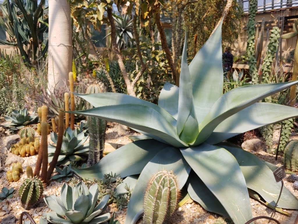 Garfield Park Conservatory | 300 N Central Park Ave, Chicago, IL 60624, USA | Phone: (312) 746-5100