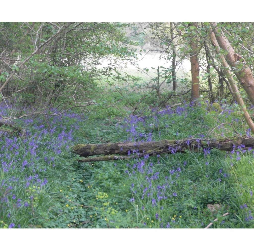 Eden Valley Woodland Burial Ground | Crouch House Road, Edenbridge TN8 5LG, UK | Phone: 01732 860109