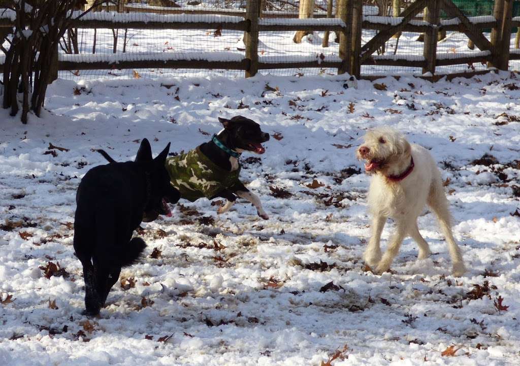 Yorktown Community Dog Park | &, Grant Ave & Morris Ln, Mohegan Lake, NY 10547, USA