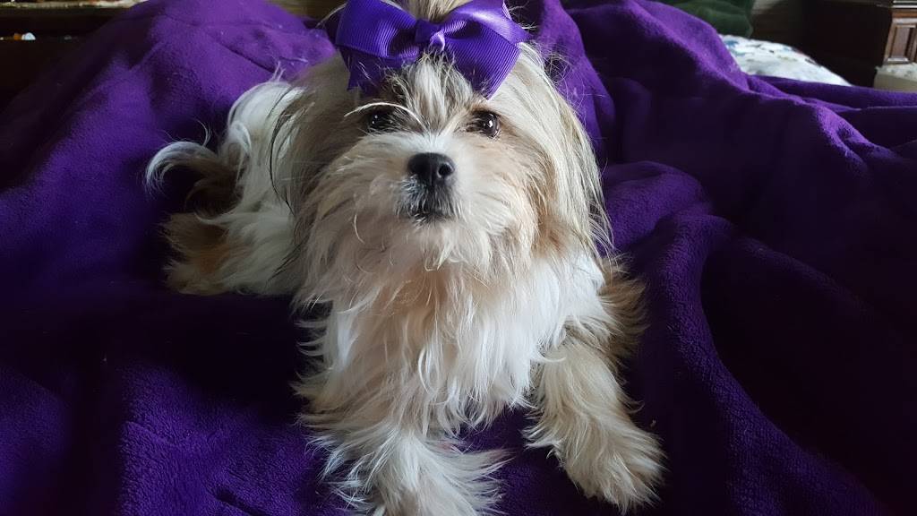 Sczyrs Kennel & Cattery | 7950 E Brundage Ln, Bakersfield, CA 93307, USA | Phone: (661) 366-6031