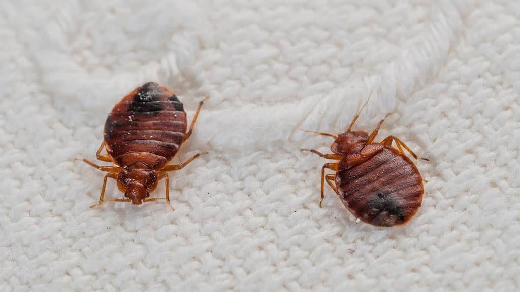 Heights Bed Bug Control & Extermination | 5840 Cantwell Dr, Mayfield Heights, OH 44124, USA | Phone: (216) 815-7711