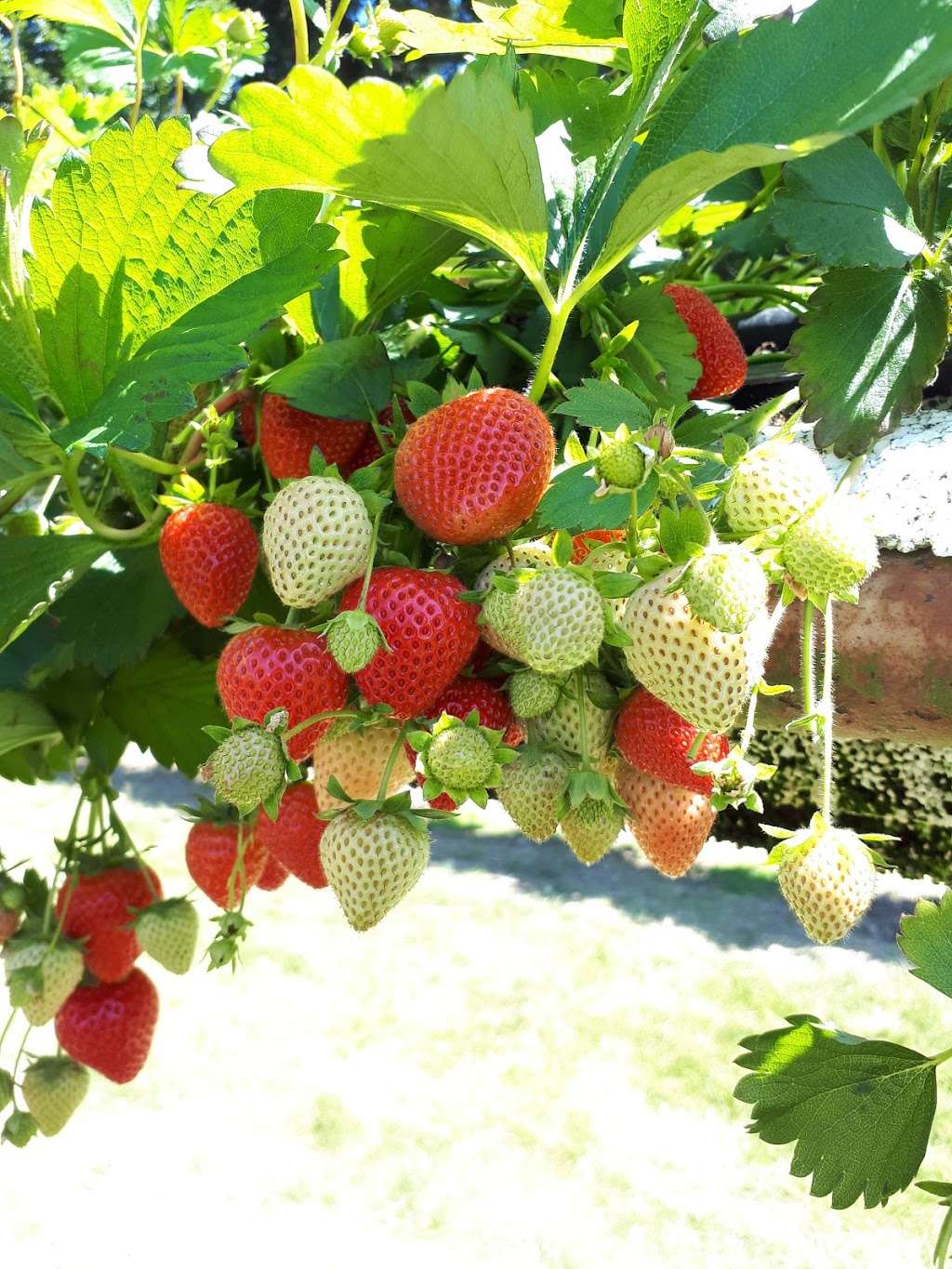 Hawkswick Lodge fruit farm | Harpenden Rd, St Albans AL3 6JG, UK | Phone: 01727 831224