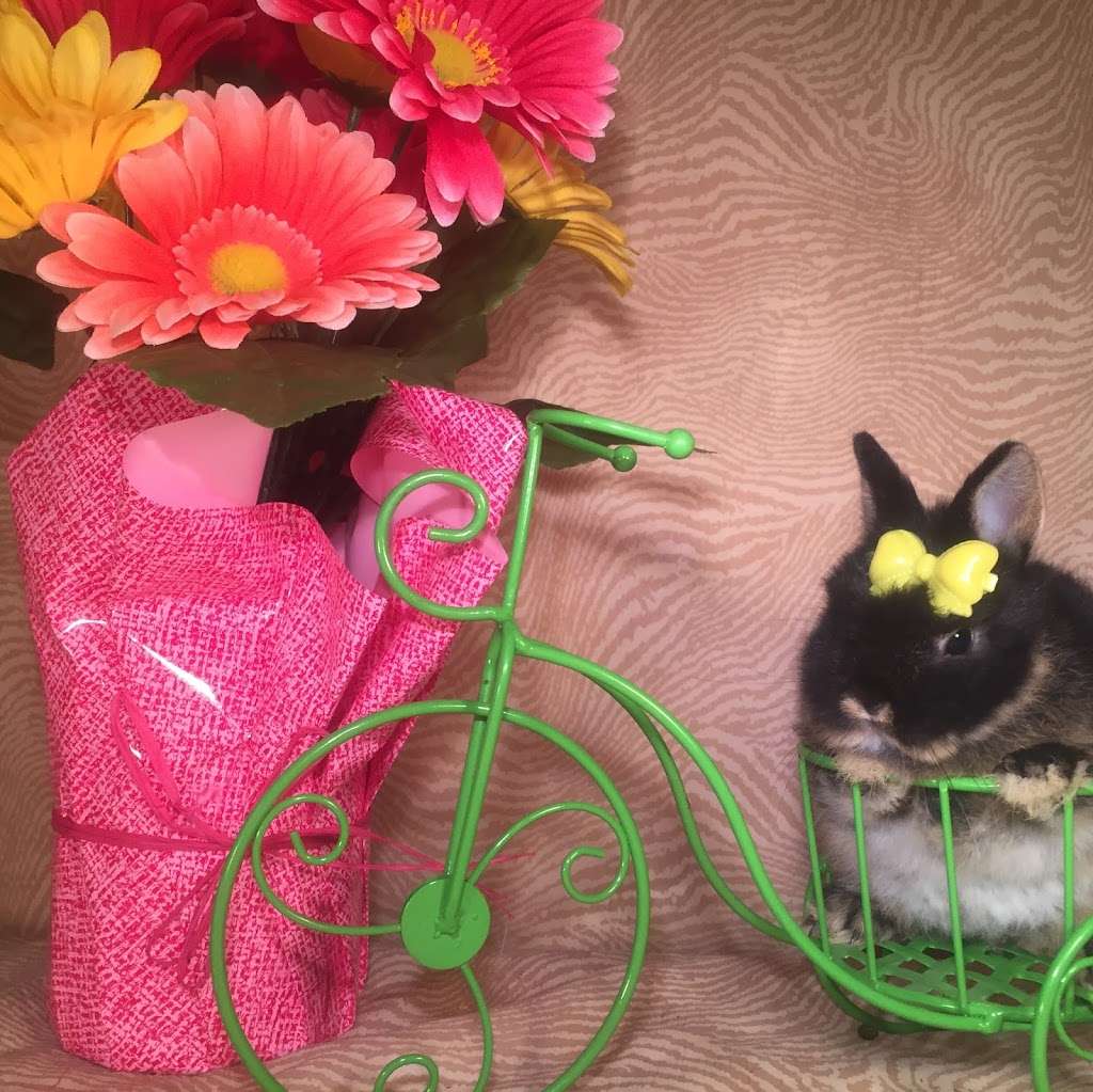 Misty Blues Bunnies | 265 N Scalybark Trail, Concord, NC 28027, USA | Phone: (704) 728-4924