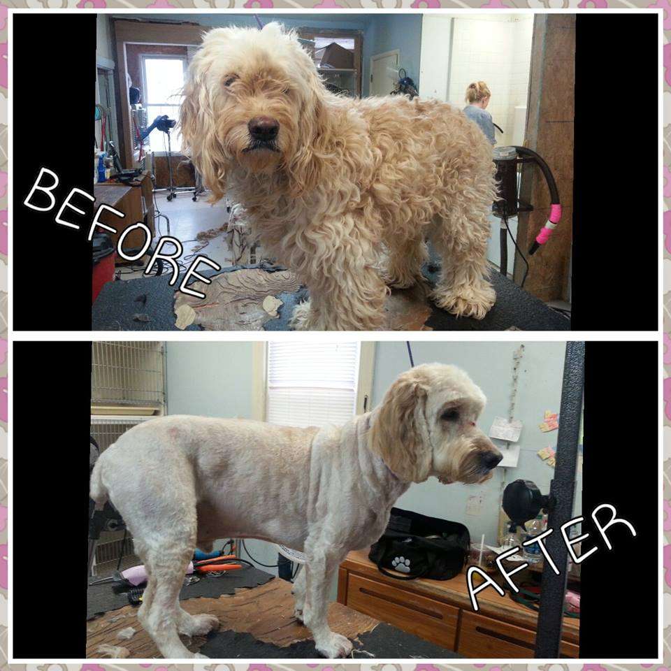 Galloping Groomer | 1301 S Queen St, York, PA 17403, USA | Phone: (717) 848-4718