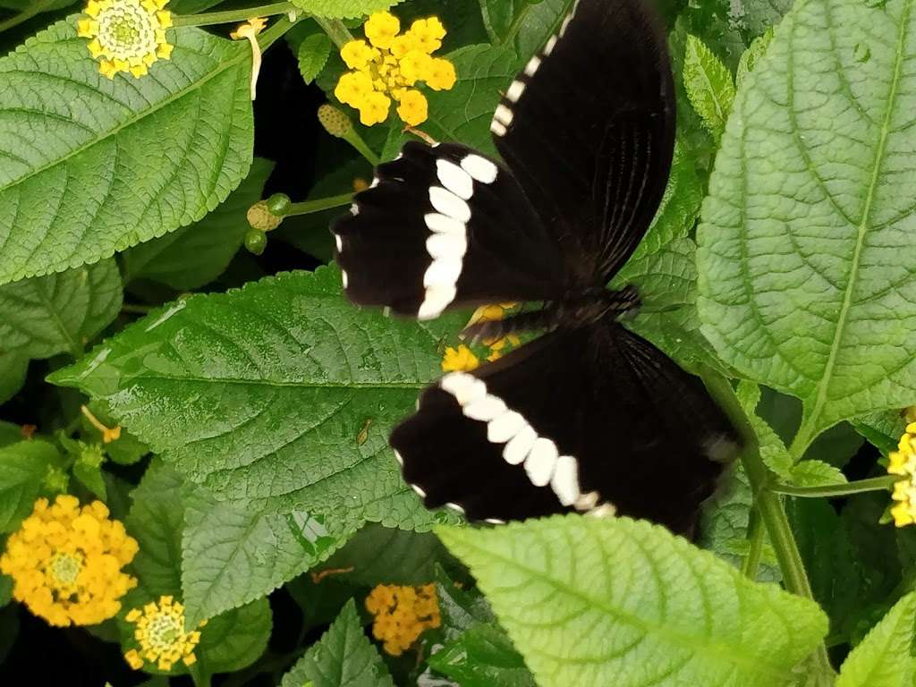 Golders Hill Park Butterfly House | London NW11 7QP, UK