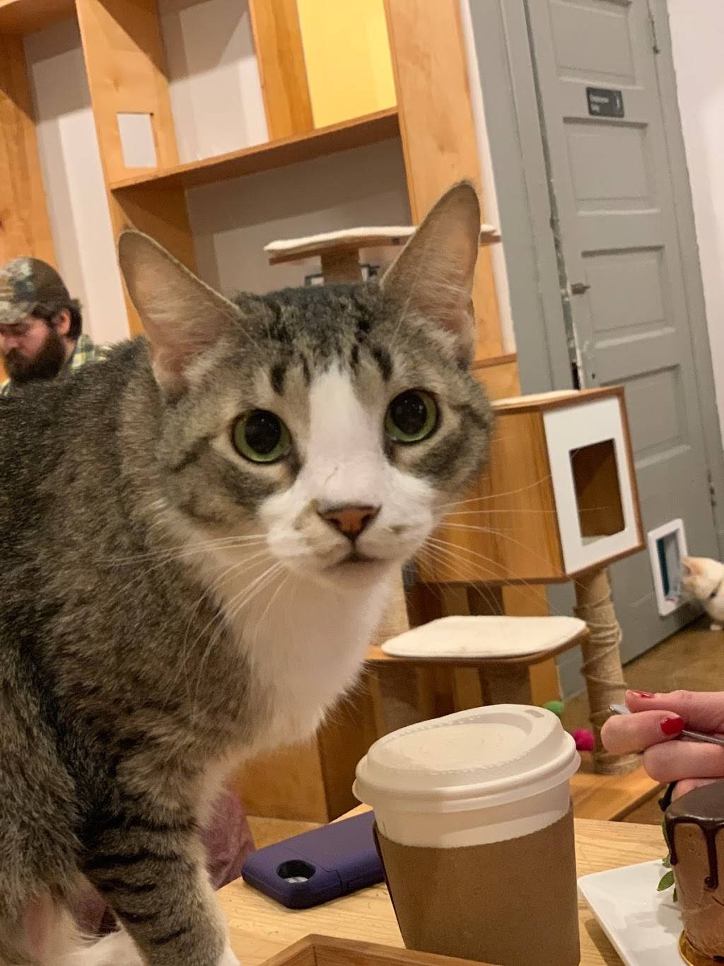 Mauhaus Cat Cafe | 3101 Sutton Blvd, Maplewood, MO 63143 | Phone: (314) 384-2287