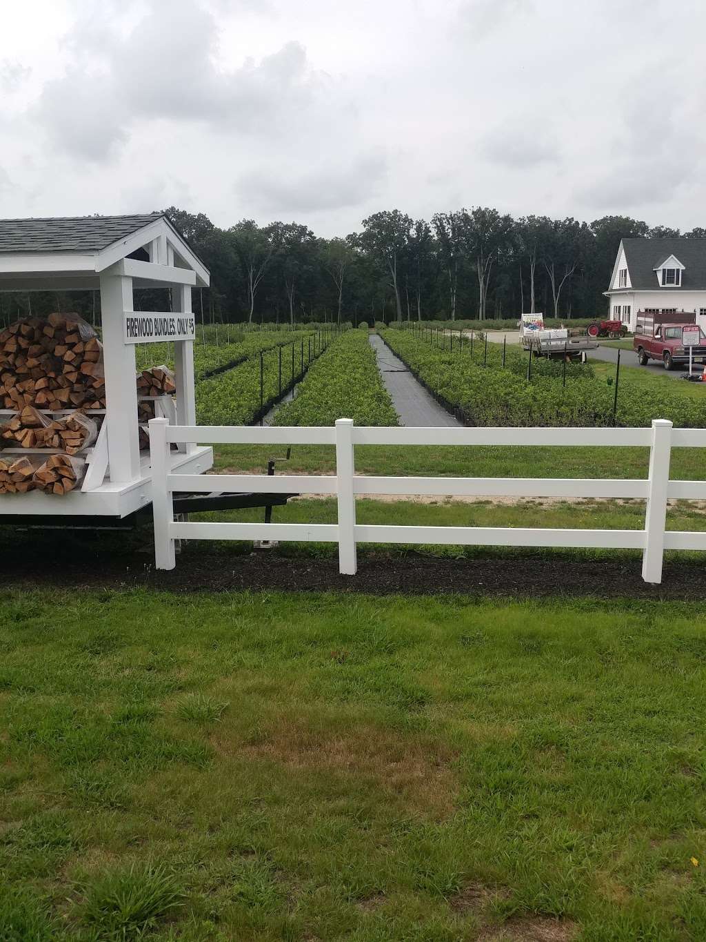 DiMeo Blueberry Farms & Blueberry Plants Nursery | 3101 Nesco Rd, Hammonton, NJ 08037, USA | Phone: (609) 561-5905