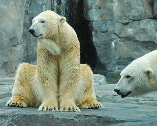 Alaska Zoo | 4731 OMalley Rd, Anchorage, AK 99507, USA | Phone: (907) 346-3242