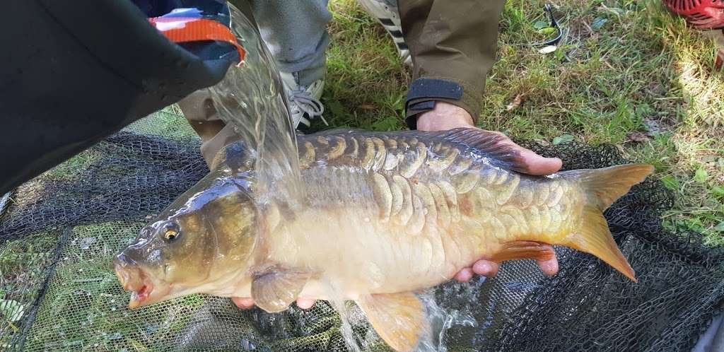 Henfold Lakes Fishery and Caravan Park | Henfold Lane, Beare Green, Dorking RH5 4RW, UK | Phone: 01306 883346