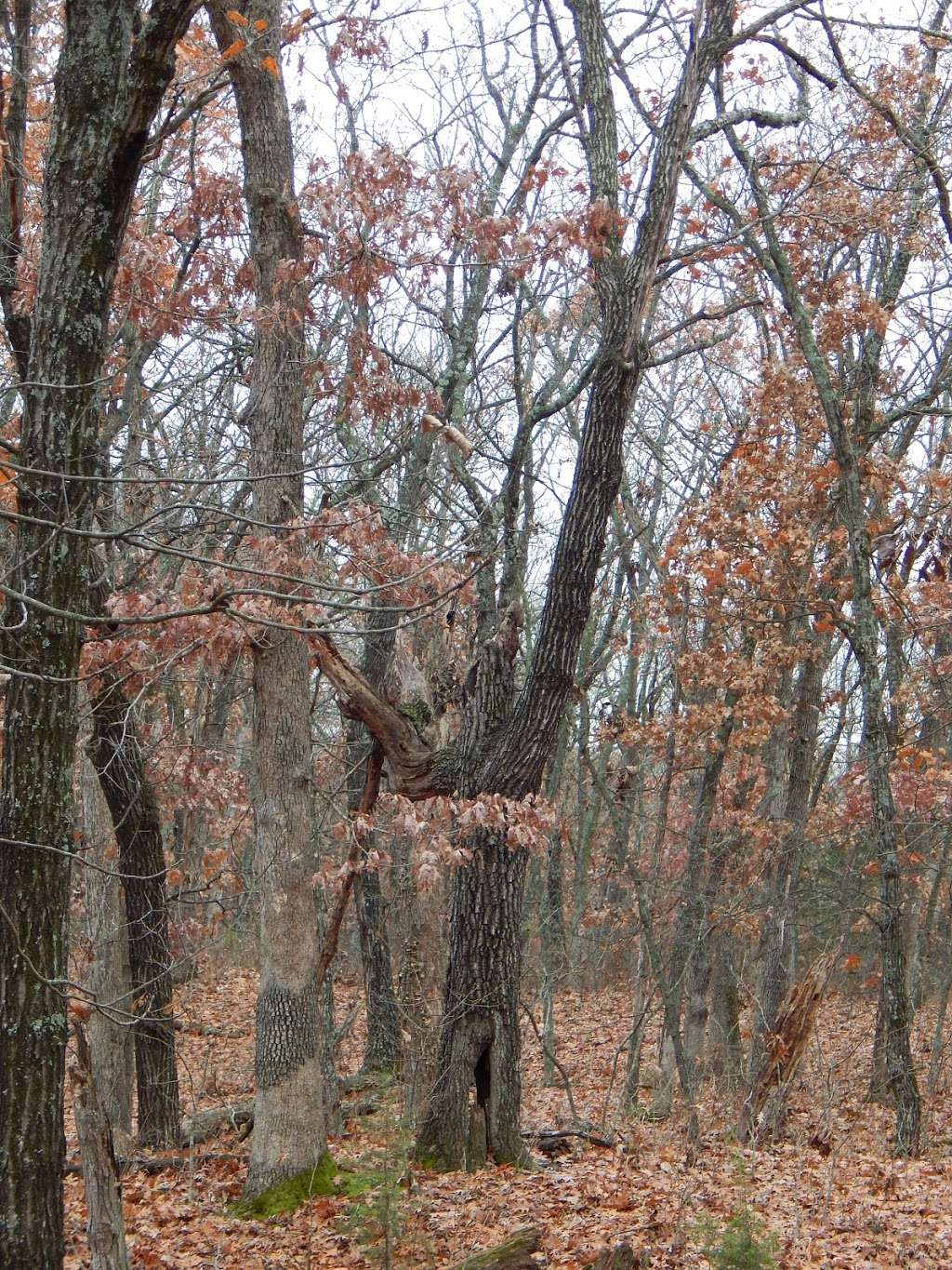 McAdoo Trailhead | Warrensburg, MO 64093, USA