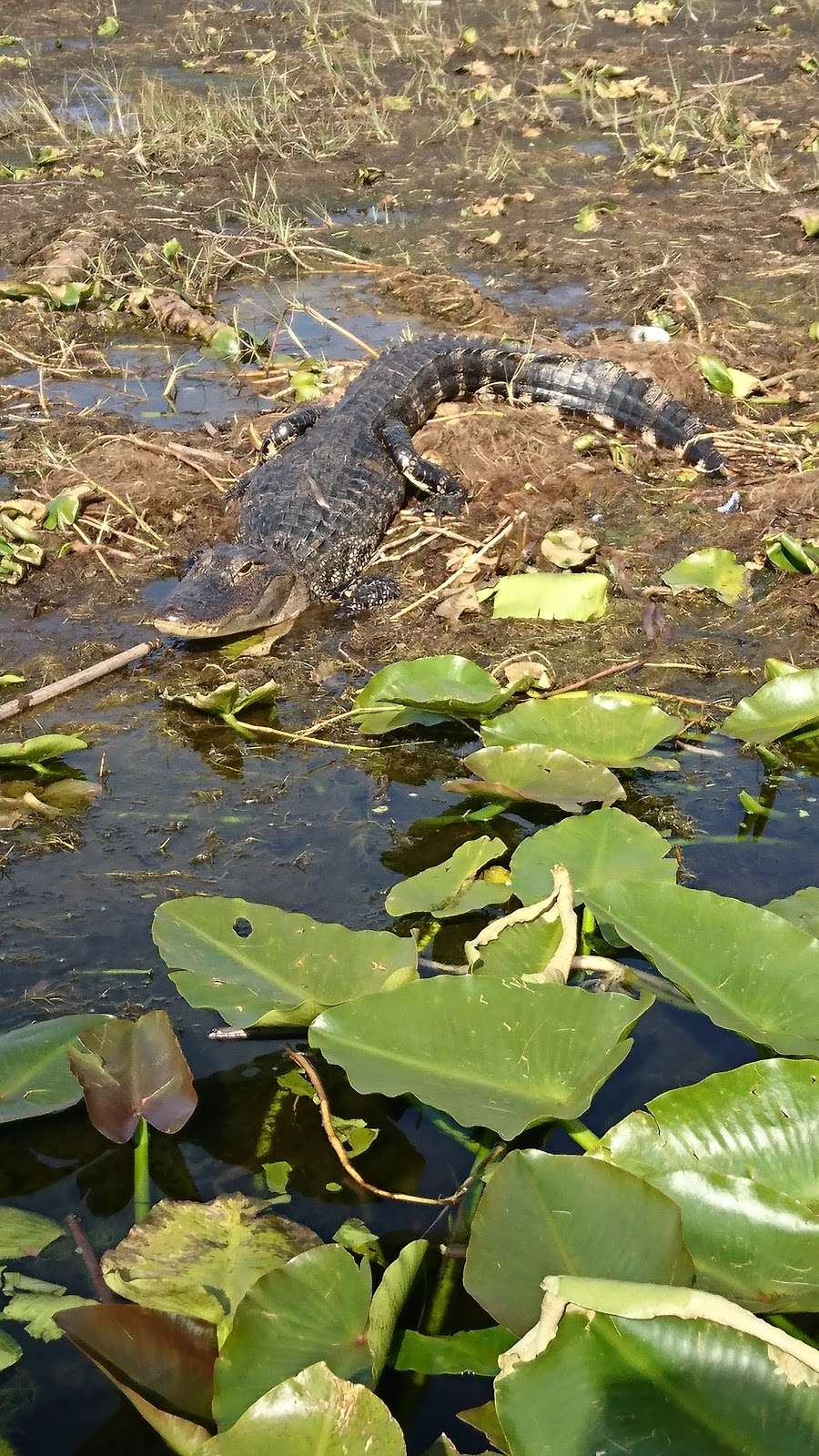 Wild Willys Airboat Tours | 4715 Kissimmee Park Rd, St Cloud, FL 34772, USA | Phone: (407) 891-7955