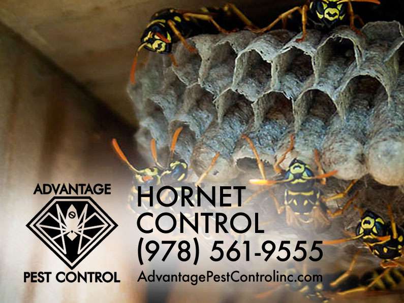 Advantage Pest Control, Inc | 239 Boston St #209, Topsfield, MA 01983 | Phone: (978) 561-9555